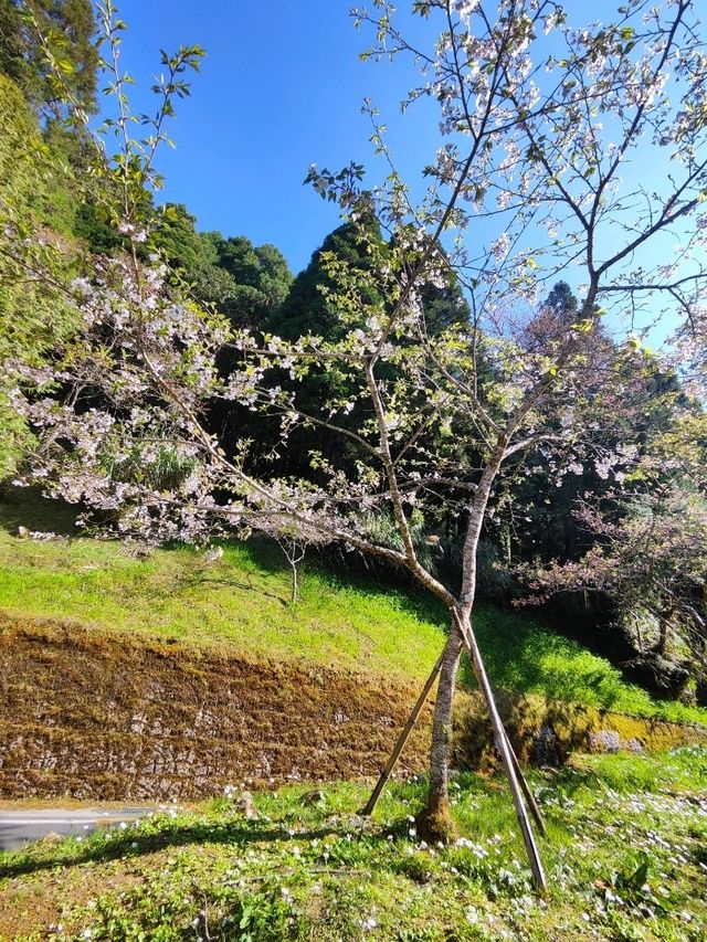 嘉義阿里山櫻花繽紛綻放