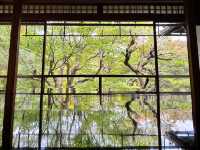 🇯🇵【京都】特別拝観期間だけ拝観できる！瑠璃光院！