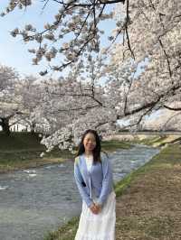 Nature’s Confetti with Cherry Blossom! 🌸 