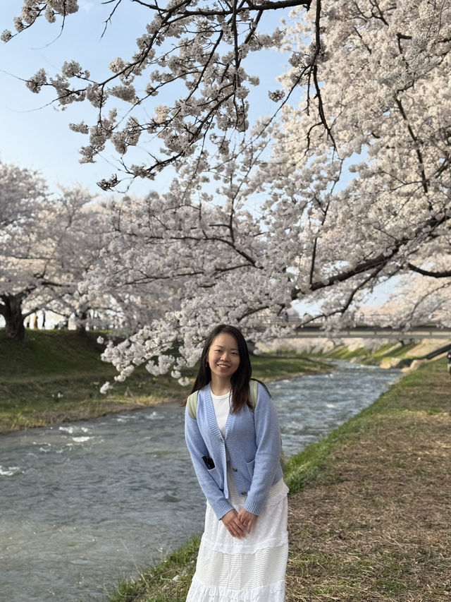 Nature’s Confetti with Cherry Blossom! 🌸 