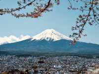 看富士山下的櫻花🌸