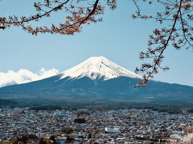 看富士山下的櫻花🌸