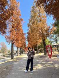 대한민국의 가을 순천의 가을🍂🍁