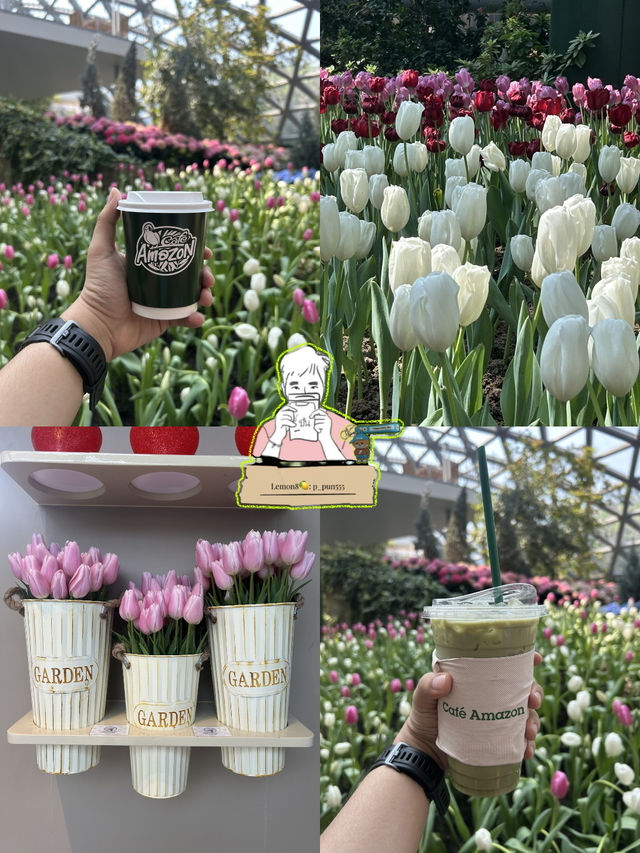 🌸 สวนดอกไม้เมืองหนาว ระยอง 🌸 เข้าชมฟรี! 