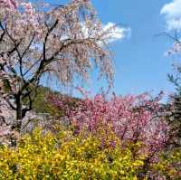 京都-原谷苑，此生必看的櫻花勝地！