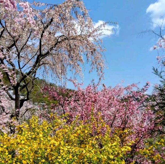 京都-原谷苑，此生必看的櫻花勝地！