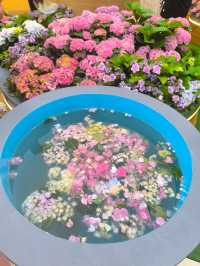 屯門黃金海岸繡球花節