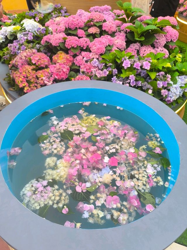 屯門黃金海岸繡球花節
