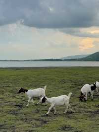 นิวซีแลนด์เมืองไทย ท้ายเขื่อนป่าสักชลสิทธิ์