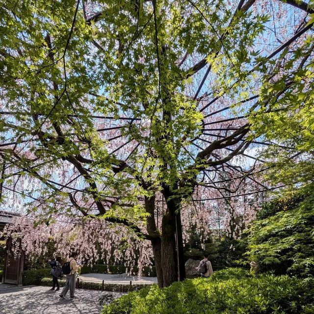 Sakura Magic at Taizo-in 🌸