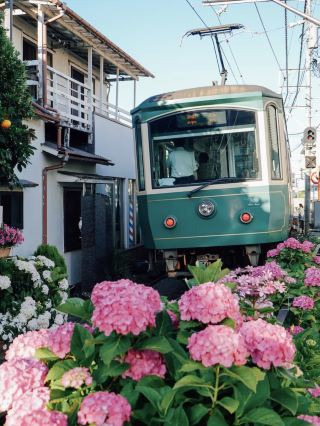 🌸 Kamakura Hydrangea Guide - A Must-See in June! 🌸
