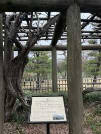 🌸【雨中偕樂園．櫻花靜賞漫旅】探訪日本三大名園之一｜水戶最值得造訪的春日秘境