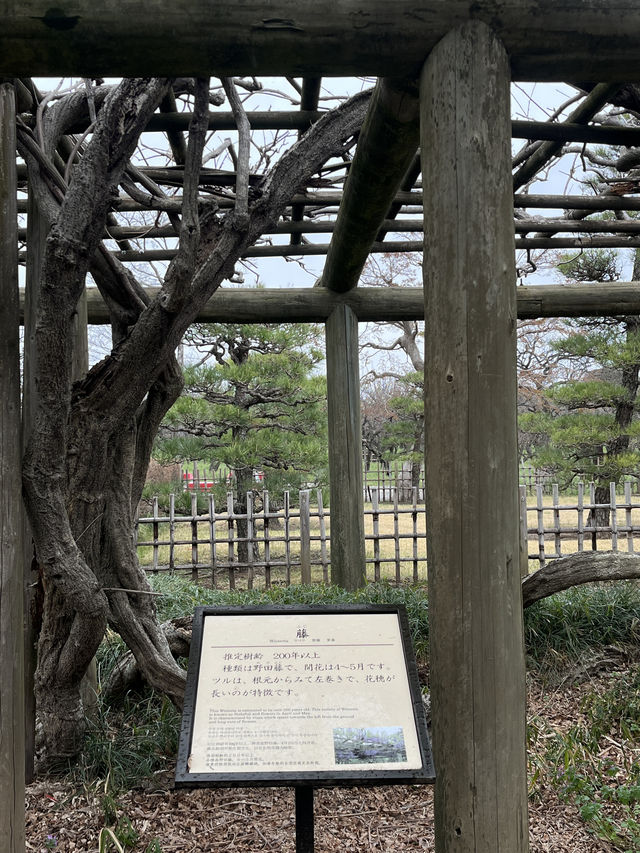 🌸【雨中偕樂園．櫻花靜賞漫旅】探訪日本三大名園之一｜水戶最值得造訪的春日秘境