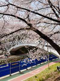 A Pleasant Stroll Along Yangjaecheon-gil