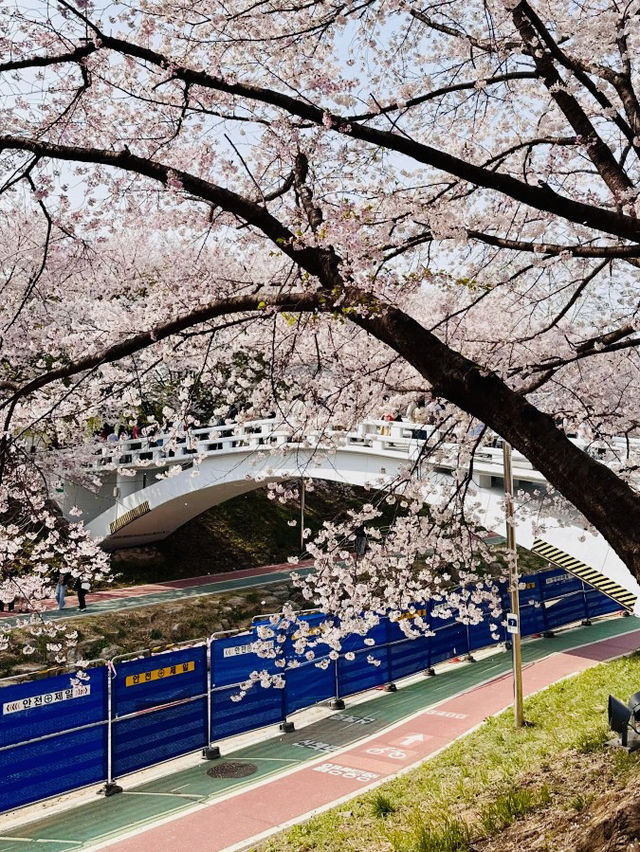 A Pleasant Stroll Along Yangjaecheon-gil