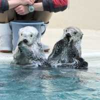 日本で唯一ラッコに会える水族館🦦ꕀ