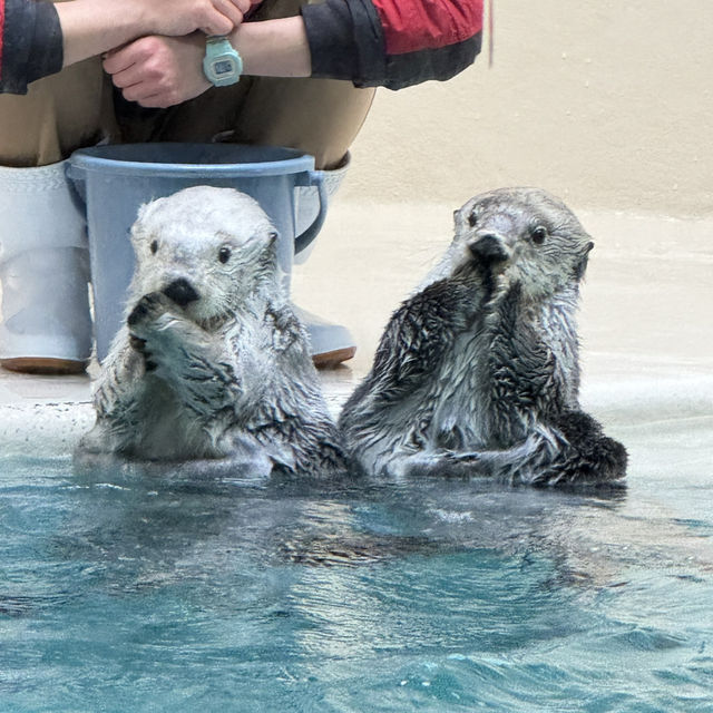 日本で唯一ラッコに会える水族館🦦ꕀ