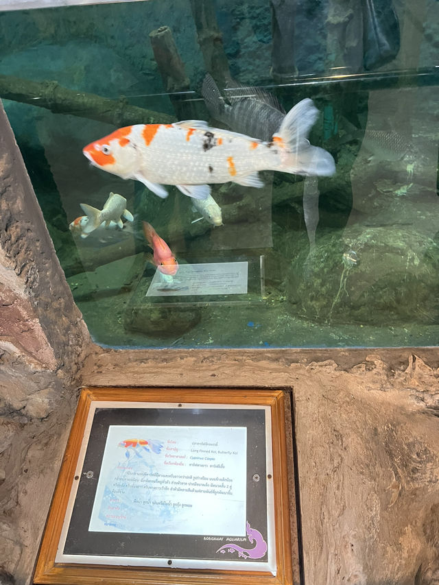 ไปดูปลากันที่ พิพิธภัณฑ์สัตว์น้ำจังหวัดหนองคาย 🐠