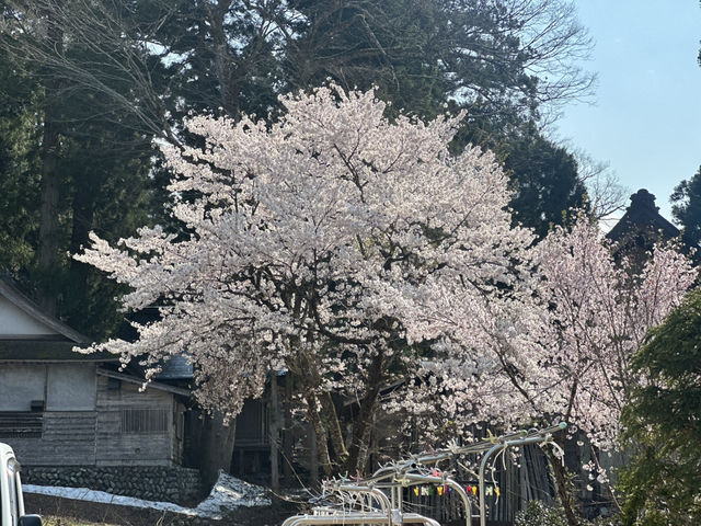 🏞️ 春の息吹に包まれる世界遺産：白川郷合掌造り集落 🌸🏯