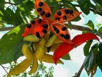 Singapore Gardens – Urban Oasis of Beauty and Innovation