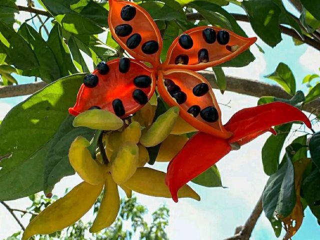 Singapore Gardens – Urban Oasis of Beauty and Innovation