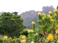 Kirstenbosch: Cape Town’s Garden of Wonder