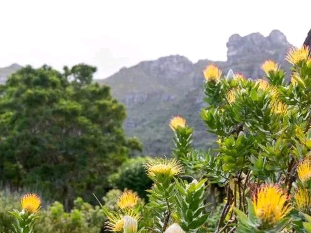 Kirstenbosch: Cape Town’s Garden of Wonder