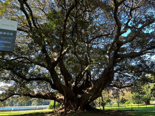 Royal Botanic Garden Sydney – Scenic, Spacious, and Free!