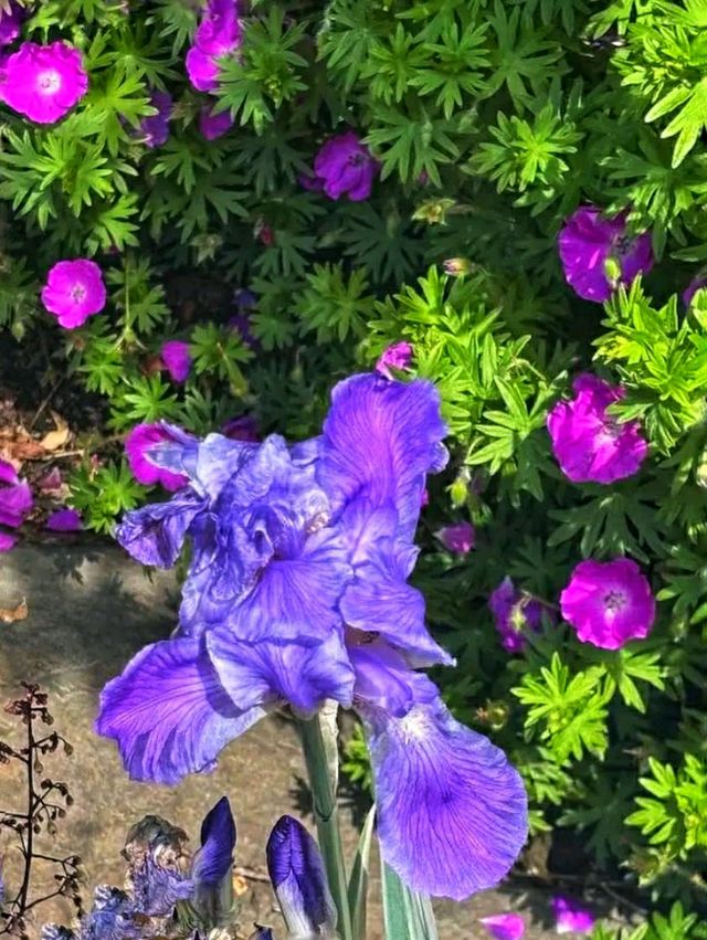 Queen Elizabeth Park – Vancouver’s Elevated Garden Sanctuary