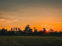 Golden Hour on Two Wheels: Evening Cycling in Balik Pulau’s Paddy Fields