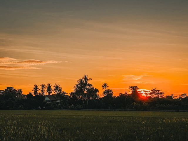 Golden Hour on Two Wheels: Evening Cycling in Balik Pulau’s Paddy Fields