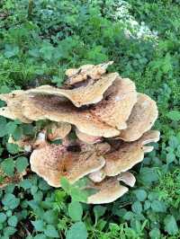 🌿 Altarmweg Wallsee: オーストリアの風光明媚なリバーサイドハイキング