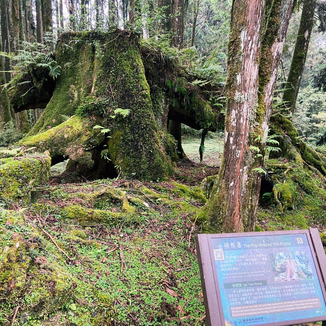 🌿阿里山姊妹潭｜靜謐如詩的山林秘境