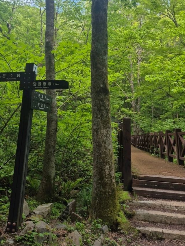 Hiking to Cheonjedan Was a Whole Mood