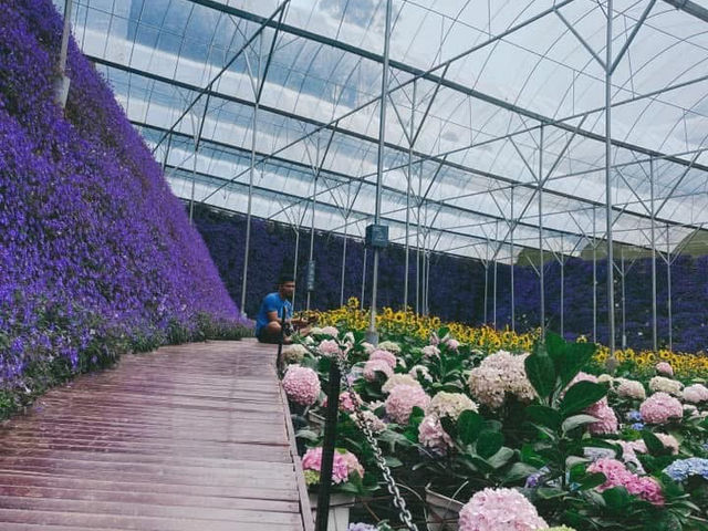 Cameron Highlands 🇲🇾