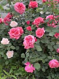 首爾玫瑰花季🌹中浪川玫瑰花公園