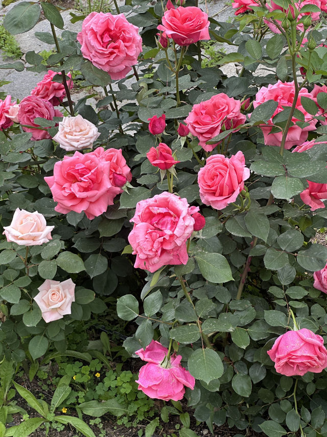 首爾玫瑰花季🌹中浪川玫瑰花公園