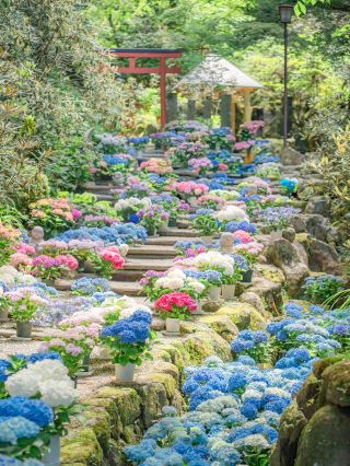 【奈良】展期至7/6！去看看繡球花池吧🩵