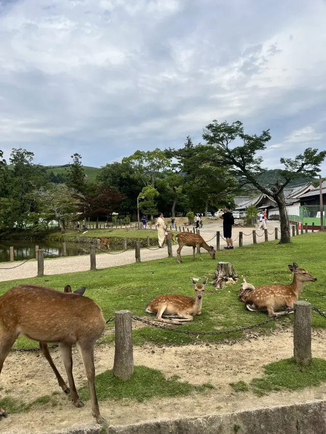 Osaka & Nara Travelogue – A 1 Night 2 Days Course Where Tradition and City Coexist 