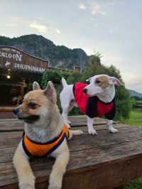 ภูผาม่าน จ.ขอนแก่น #pet friendly 