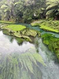 Blue Spring (Te Waihou Walkway) New Zealand