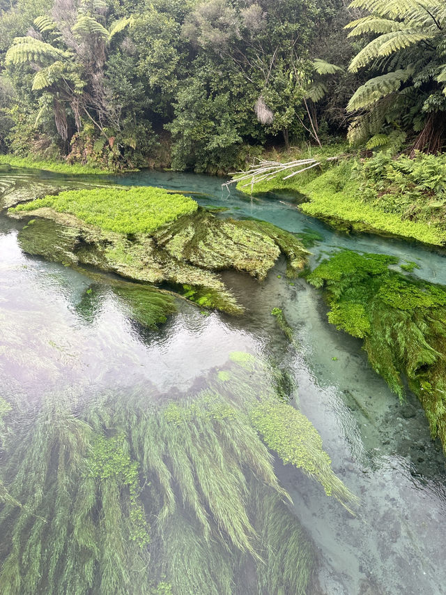 Blue Spring (Te Waihou Walkway) New Zealand