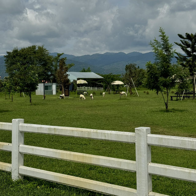 คาเฟ่เชียงดาว ฟีลต่างประเทศสุดๆ 🏞️🪿