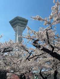 🎯【北海道・五稜郭公園】星型要塞の歴史と桜が彩る、函館の絶景スポット