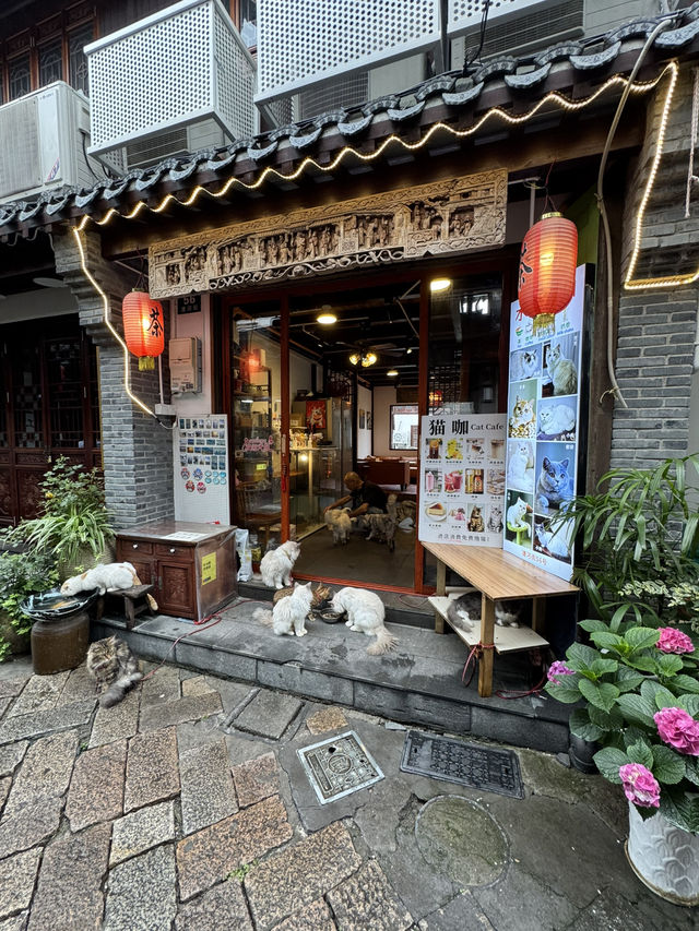 Timeless Canals & Summer Sun: A Summer Stroll Through Shanghai’s Water Town