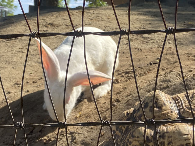 【牧場】千葉ドライブならやっぱここでしょ🐄🐏🪿