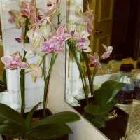 The Ritz-Carlton Hotel