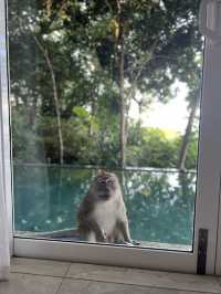 Ambong Pool Villas, A Private Jungle Retreat with Ocean Views
