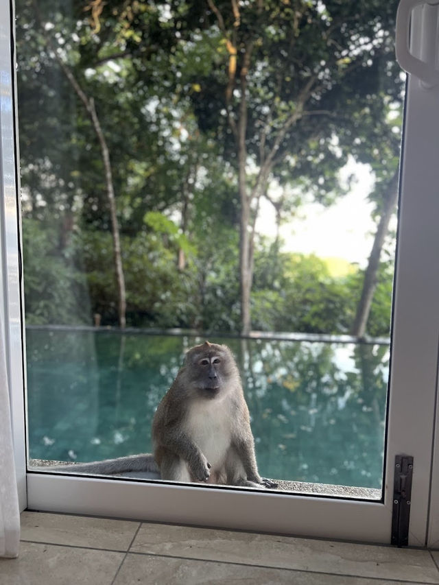 Ambong Pool Villas, A Private Jungle Retreat with Ocean Views