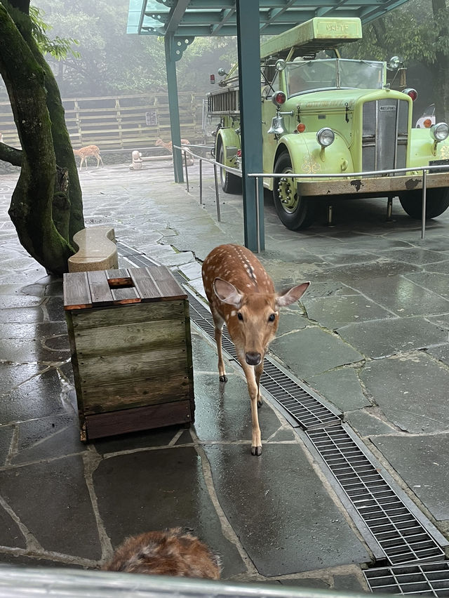 제주도 비오면 어떻게 놀지?🏝️
